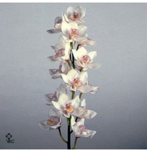 ΣΙΜΠΙΝΤΙΟΥΜ  ΛΕΥΚΟ  60εκ.  CYMBIDIUM  Tak WHITE 60cm