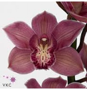 ΣΙΜΠΙΝΤΙΟΥΜ ΡΟΖ  80εκ. CYMBIDIUM  Tak TOLEDO 80cm