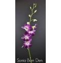 ΟΡΧΙΔΕΑ  ΔΙΧΡΩΜΗ ΜΩΒ  DENDROBIUM  SONIA