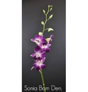 ΟΡΧΙΔΕΑ  ΔΙΧΡΩΜΗ ΜΩΒ  DENDROBIUM  SONIA