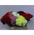 ΓΑΡΥΦΑΛΛΑ  Εις.  ΜΙΞ  -DIANTHUS  St GEMENGT