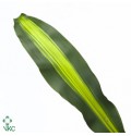 ΦΥΛΛΑ ΔΡΑΚΕΝΑΣ ΔΙΧΡΩΜΑ  DRACENA MASSANGEANA