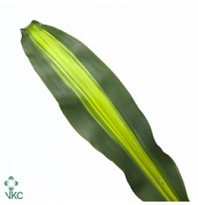 ΦΥΛΛΑ ΔΡΑΚΕΝΑΣ ΔΙΧΡΩΜΑ  DRACENA MASSANGEANA