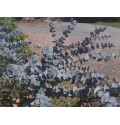 ΕΥΚΑΛΥΠΤΟΣ ΒΙΚΤΟΡΙΑ  EUCALYPTUS VICTORIA