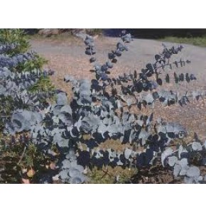 ΕΥΚΑΛΥΠΤΟΣ ΒΙΚΤΟΡΙΑ  EUCALYPTUS VICTORIA