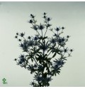 ΕΡΥΚΝΙΟΥΜ  ΜΠΛΕ   -ERYNGNIUM  ORION QSTAR