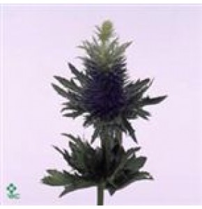 ΕΡΥΚΝΙΟΥΜ  ΜΩΒ   -ERYNGNIUM  SUPERNOVA QSTAR