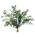 ΕΥΚΑΛΥΠΤΟΣ  Ελληνικος     -EUCALYPTUS  CINEREA