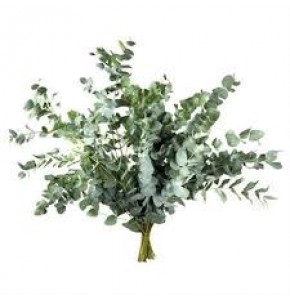 ΕΥΚΑΛΥΠΤΟΣ  Ελληνικος     -EUCALYPTUS  CINEREA