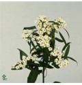 ΕΦΟΡΜΠΙΑ  ΛΕΥΚΗ   EUPHORBIA  QUICKSILVER