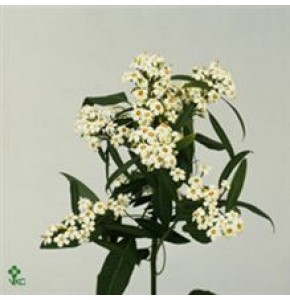 ΕΦΟΡΜΠΙΑ  ΛΕΥΚΗ   EUPHORBIA  QUICKSILVER