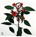 ΕΦΟΡΜΠΙΑ  ΚΟΚΚΙΝΗ  EUPHORBIA  RED SUPRIS