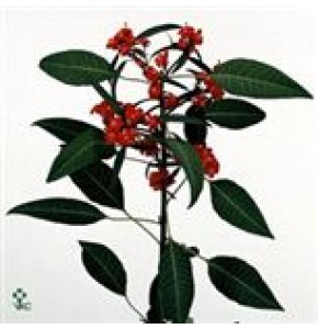 ΕΦΟΡΜΠΙΑ  ΚΟΚΚΙΝΗ  EUPHORBIA  RED SUPRIS