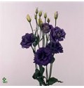 ΛΥΣΙΑΝΘΟΣ  ΜΠΛΕ...- LYS.  ROSITA BLUE