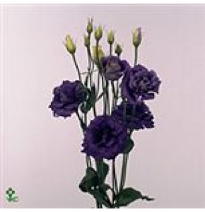 ΛΥΣΙΑΝΘΟΣ  ΜΠΛΕ...- LYS.  ROSITA BLUE