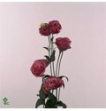 ΛΥΣΙΑΝΘΟΣ  ΡΟΖ....-LYS.  ROSITA PINK