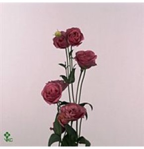 ΛΥΣΙΑΝΘΟΣ  ΡΟΖ....-LYS.  ROSITA PINK