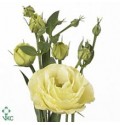ΛΥΣΙΑΝΘΟΣ ΚΡΕΜ...-LYS.  ROSITA YELLOW
