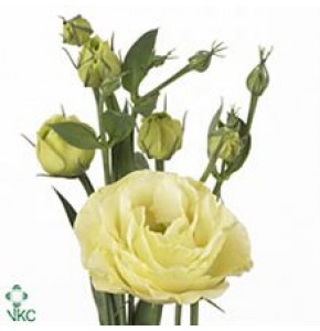 ΛΥΣΙΑΝΘΟΣ ΚΡΕΜ...-LYS.  ROSITA YELLOW