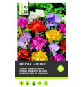 ΦΡΕΖΙΑ ΜΙΞ FREESIA GEMENGT
