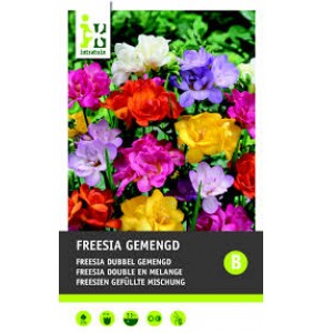 ΦΡΕΖΙΑ ΜΙΞ FREESIA GEMENGT