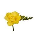 ΦΡΕΖΙΑ  ΔΙΠΛΗ  ΚΙΤΡΙΝΗ  FREESIA  DU SOLEIL