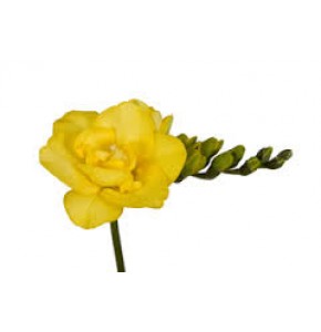 ΦΡΕΖΙΑ  ΔΙΠΛΗ  ΚΙΤΡΙΝΗ  FREESIA  DU SOLEIL