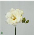 ΦΡΕΖΙΑ  ΔΙΠΛΗ  ΛΕΥΚΗ  FREESIA  DU VOLANTE