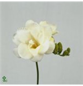 ΦΡΕΖΙΑ  ΔΙΠΛΗ  ΛΕΥΚΗ  FREESIA  DU VOLANTE