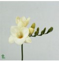 ΦΡΕΖΙΑ  ΛΕΥΚΗ  -FREESIA  AMBASSADOR