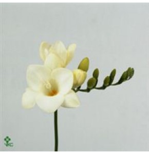 ΦΡΕΖΙΑ  ΛΕΥΚΗ  -FREESIA  AMBASSADOR