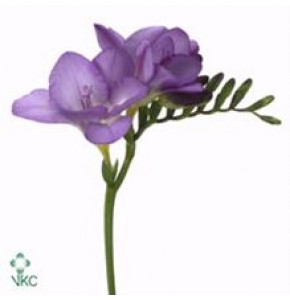 ΦΡΕΖΙΑ  ΛΙΛΑ   -FREESIA  DELTA RIVER