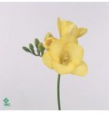 ΦΡΕΣΙΑ  ΚΙΤΡΙΝΗ  -FREESIA  GOLD RIVER