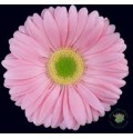 ΖΕΡΜΠΕΡΑ ΡΟΖ εισαγωγης GERBERA GR PLOT x50