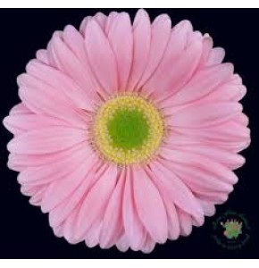 ΖΕΡΜΠΕΡΑ ΡΟΖ εισαγωγης GERBERA GR PLOT x50