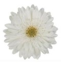 ΖΕΡΜΠΕΡΑ ΛΕΥΚΗ εισαγωγης GERBERA GR SWANLAKE x50
