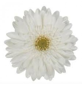 ΖΕΡΜΠΕΡΑ ΛΕΥΚΗ εισαγωγης GERBERA GR SWANLAKE x50
