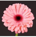 ΖΕΡΜΠΕΡΑ ΡΟΖ GERBERA GR ABRIANA