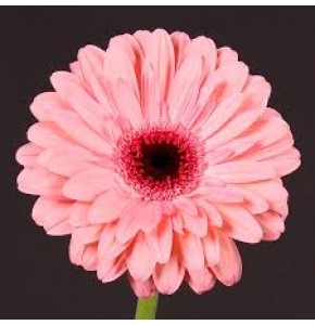 ΖΕΡΜΠΕΡΑ ΡΟΖ GERBERA GR ABRIANA