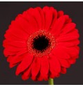 ΖΕΡΜΠΕΡΑ ΚΟΚΚΙΝΗ GERBERA GR  BLINDDATE