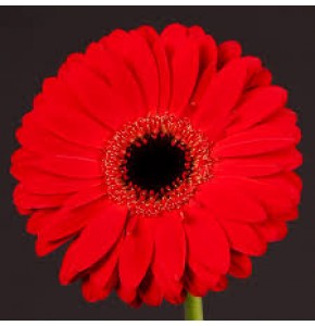 ΖΕΡΜΠΕΡΑ ΚΟΚΚΙΝΗ GERBERA GR  BLINDDATE