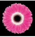 ΖΕΡΜΠΕΡΑ ΔΙΧΡΩΜΗ εισαγ. GERBERA GR CUBANITA εισαγ.