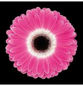 ΖΕΡΜΠΕΡΑ ΔΙΧΡΩΜΗ εισαγ. GERBERA GR CUBANITA εισαγ.