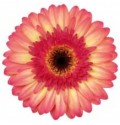 ΖΕΡΜΠΕΡΑ ΔΙΧΡΩΜΗ GERBERA GR ITSAPARTY