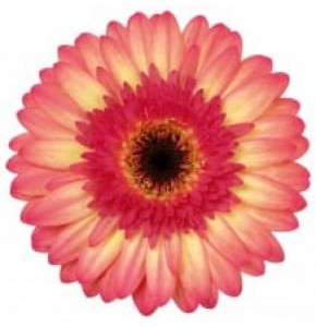 ΖΕΡΜΠΕΡΑ ΔΙΧΡΩΜΗ GERBERA GR ITSAPARTY