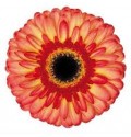 ΖΕΡΜΒΕΡΑ ΔΙΧΡΩΜΗ GERBERA GR LEMONADE