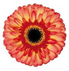 ΖΕΡΜΒΕΡΑ ΔΙΧΡΩΜΗ GERBERA GR LEMONADE