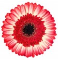 ΖΕΡΜΠΕΡΑ ΔΙΧΡΩΜΗ εισαγ.GERBERA GR MARMΟLADE x50