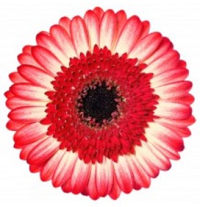 ΖΕΡΜΠΕΡΑ ΔΙΧΡΩΜΗ εισαγ.GERBERA GR MARMΟLADE x50