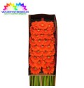 ΖΕΡΜΠΕΡΑ ΜΙΝΙ ΠΟΡΤΟΚΑΛΙχ30 GERBERA MINI DORITO